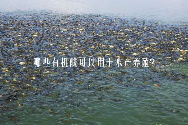 哪些有機酸可以用于水產養殖？